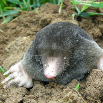 Taupe d’Europe sortie de terre